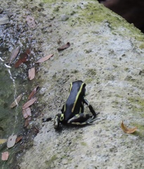Dendrobates truncatus