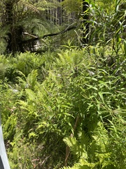 Veronica derwentiana