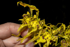 Cyrtochilum pardinum