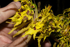 Cyrtochilum pardinum