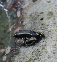 Dendrobates truncatus