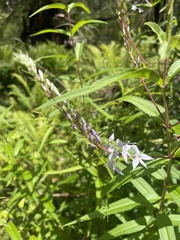 Veronica derwentiana