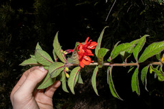 Fuchsia