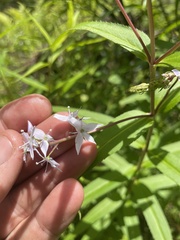 Veronica derwentiana