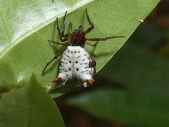 Micrathena saccata image