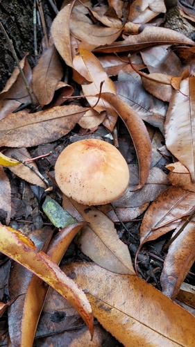 Amanita rubescens image