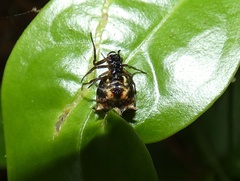 Micrathena saccata
