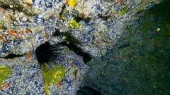 Diadema africanum