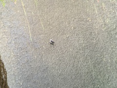 Cinclus leucocephalus