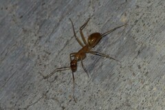 Camponotus festinatus