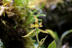 Cyrtochilum pardinum