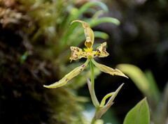 Cyrtochilum pardinum