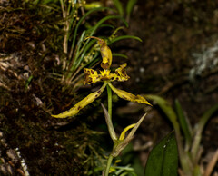 Cyrtochilum pardinum
