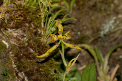 Cyrtochilum pardinum