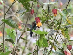 Schistes albogularis