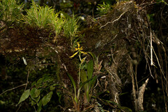 Cyrtochilum pardinum