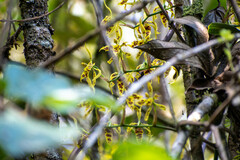 Cyrtochilum pardinum