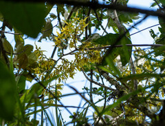 Cyrtochilum pardinum