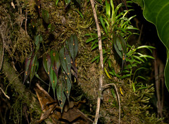 Lepanthes mucronata