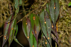 Lepanthes mucronata