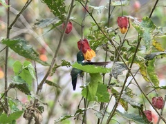 Schistes albogularis