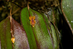 Lepanthes mucronata