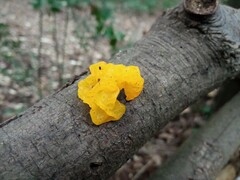 Tremella mesenterica