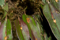 Lepanthes mucronata