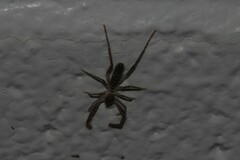 Eremobatidae