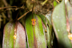 Lepanthes mucronata