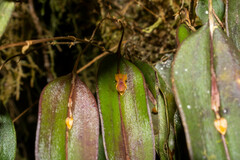 Lepanthes mucronata