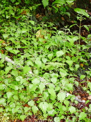 Urtica sykesii