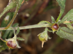 Convolvulus simulans