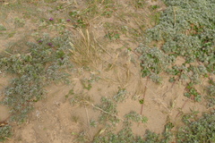Distichlis spicata