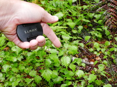 Urtica sykesii