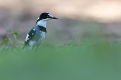 Lanioturdus torquatus