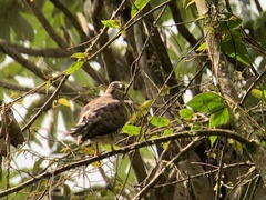 Buteo platypterus