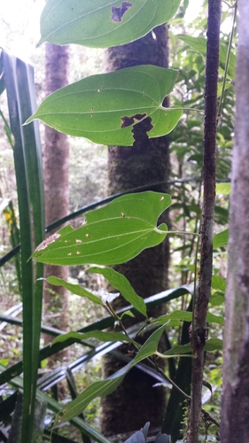 Dioscorea seriflora