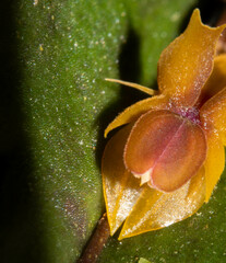 Lepanthes mucronata
