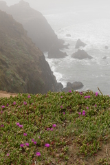 Carpobrotus chilensis
