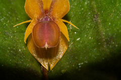 Lepanthes mucronata