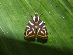 Hemerophila albertiana