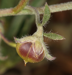 Convolvulus simulans