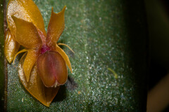 Lepanthes mucronata