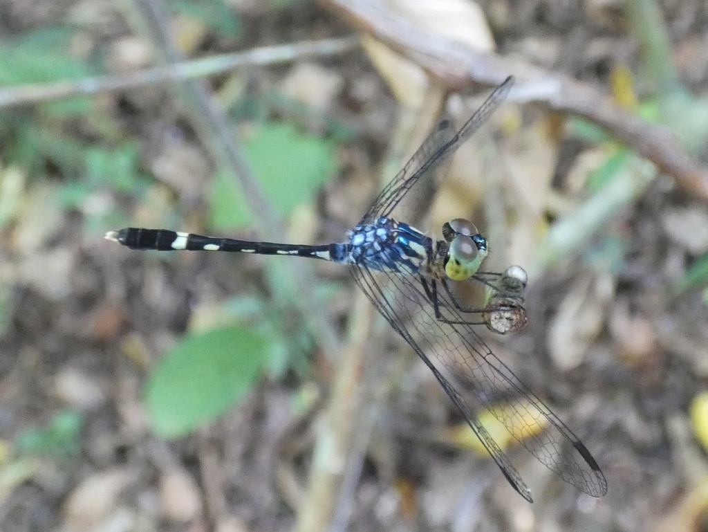 Pale-footed Dasher