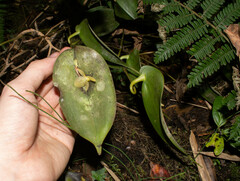 Pleurothallis apopsis