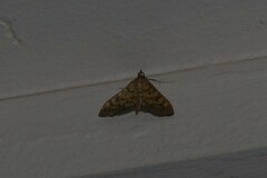 Mimorista subcostalis