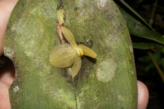 Pleurothallis apopsis