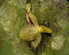 Pleurothallis apopsis