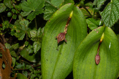 Pleurothallis